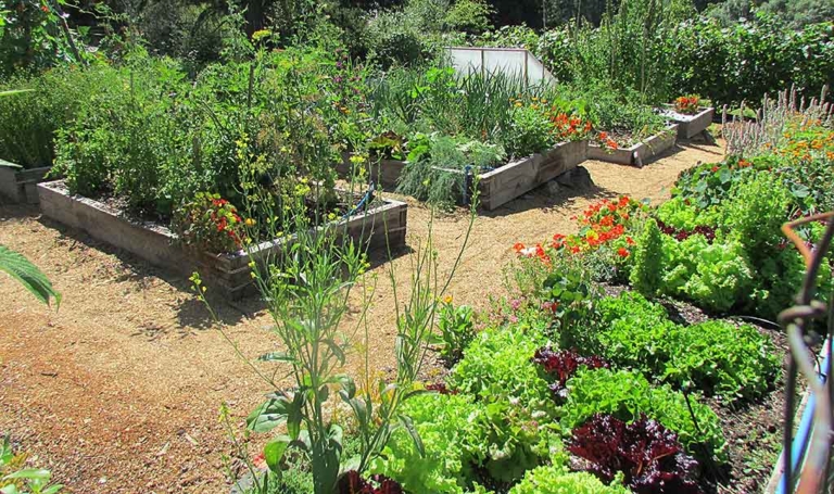 Upper Veggie Garden - Horticulture Centre of the Pacific