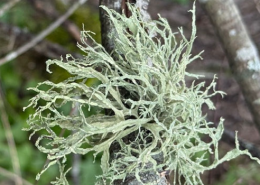 Lichen on a tree branch, with greenery and another branch in the background.