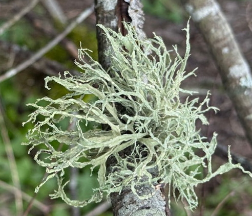 Lichen on a tree branch, with greenery and another branch in the background.